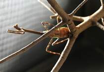 Texas Einhornmantis (Pseudovates arizonae) am 12.3.2010 im Zooaquarium Berlin.