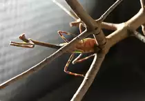 Texas Einhornmantis (Pseudovates arizonae) am 12.3.2010 im Zooaquarium Berlin.