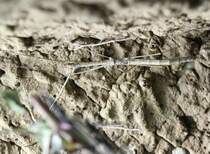 Stummelflgelige Stabschrecke (Phaenopharos herwaardeni) am 12.3.2010 im Zooaquarium Berlin.