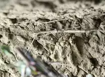 Stummelfl�gelige Stabschrecke (Phaenopharos herwaardeni) am 12.3.2010 im Zooaquarium Berlin.