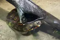 Pracht-Erdschildkr�te (Rhinoclemmys pulcherrima) am 12.3.2010 im Zooaquarium Berlin.