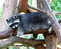 Noch ein Waschb�r (25.07.10)