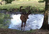 Es gibt Futter! Ein Rothirsch.