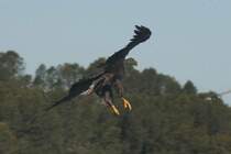 Mit ausgetreckten Krallen st�rzt er sich auf sein Opfer.