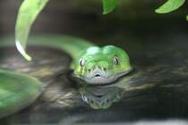Grner Baumpython (Morelia viridis) beim Schwimmen durchs Wasser. Zooaquarium Berlin am 12.3.2010.