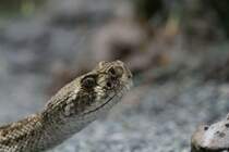 Kopfansicht eine Diamant-Klapperschlange (Crotalus adamanteus). Zooaquarium Berlin am 12.3.2010.