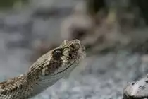 Kopfansicht eine Diamant-Klapperschlange (Crotalus adamanteus). Zooaquarium Berlin am 12.3.2010.