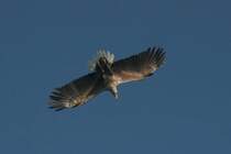 Dann! Der erste Kadver treibt auf der Oberfl�che. Schnell n�hert sich der Adler seine Beute und dreht einen Looping.