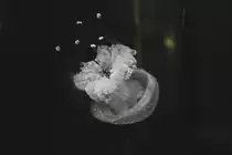 Gepunktete Wurzelmundqualle (Phyllorhiza punctata) am 12.3.2010 im Zooaquarium Berlin.