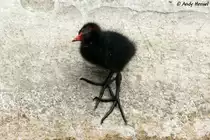 Teichrallen-K�ken (man beachte die Gr�sse der F�sse)