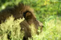 Afrikanischer L�we