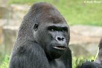Westlicher Flachlandgorilla