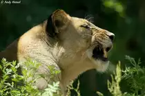 Afrikanische L�win