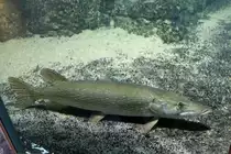 Europ�ischer Hecht (Esox lucius) am 12.3.2010 im Zooaquarium Berlin.