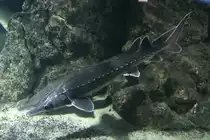 Zwei Atlantische St�re oder auch Ostseest�r genannt (Acipenser oxyrinchus oxyrinchus) am 12.3.2010 im Zooaquarium Berlin.