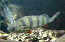 Flussbarsch (Perca fluviatilis) am 12.3.2010 im Zooaquarium Berlin.