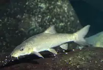 Flussbarbe (Barbus barbus) am 12.3.2010 im Zooaquarium Berlin.