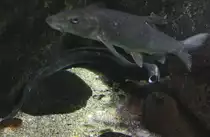 Europ�ische Aal (Anguilla anguilla) und Flussbarbe (Barbus barbus) am 12.3.2010 im Zooaquarium Berlin.