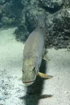 Auf Beute lauernder Europ�ischer Hecht (Esox lucius) am 12.3.2010 im Zooaquarium Berlin.