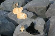 Groes Katzentreffen am Hafen von Sorrento.