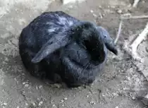 Der Mei�ner Widder ist ein mittelgro�es Kanninchen, welches um 1900 im Raum Mei�en gez�chtet wurde. Privates Museum in Berlin-Marienfelde am 10.3.2010.
