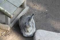 Der Deutsche Riese ist ein groes Kanninchen, welches ursprnglich aus dem Belgischen Riesen hervorging. Privates Museum in Berlin-Marienfelde am 10.3.2010.