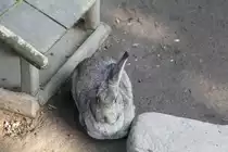 Der Deutsche Riese ist ein gro�es Kanninchen, welches urspr�nglich aus dem Belgischen Riesen hervorging. Privates Museum in Berlin-Marienfelde am 10.3.2010.