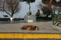 Da haut's doch den st�rksten Hund um! Ein streunender Hund sonnt sich in den ersten warmen Sonnenstrahlen an der Hafenpromenade von Sorrento.
