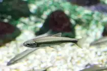 Italienischer Str�mer (Leuciscus souffia agassizi) am 12.3.2010 im Zooaquarium Berlin.