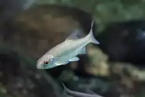 S�deurop�isches Rotauge (Rutilus erythrophtalmus) am 12.3.2010 im Zooaquarium Berlin.