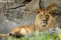 Afrikanischer L�we