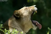 Afrikanische L�win