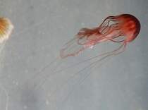 Rot gefrbte Kompassqualle (Chrysaora melanaster) am 12.3.2010 im Zooaquarium Berlin.