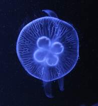 Von Oben fotografierte Ohrenqualle (Aurelia aurita) am 12.3.2010 im Zooaquarium Berlin.