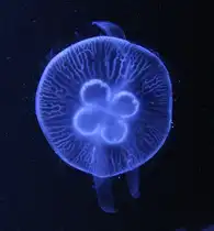 Von Oben fotografierte Ohrenqualle (Aurelia aurita) am 12.3.2010 im Zooaquarium Berlin.