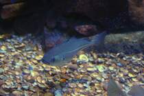 Ein Khler (Pollachius virens) am 12.3.2010 im Zooaquarium Berlin.