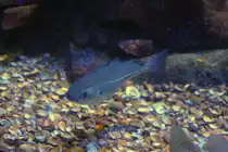 Ein K�hler (Pollachius virens) am 12.3.2010 im Zooaquarium Berlin.