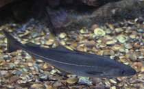 Ein Khler (Pollachius virens) am 12.3.2010 im Zooaquarium Berlin.