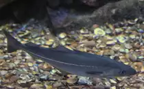 Ein K�hler (Pollachius virens) am 12.3.2010 im Zooaquarium Berlin.