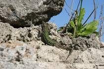 Eine Eidechse an dem 2500 Jahre alten Gem�uer von Paestum.