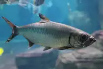 Indopazifischer Tarpun (Megalops cyprinoides) am 12.3.2010 im Zooaquarium Berlin.