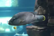 Napoleonfisch (Cheilinus undulatus) am 12.3.2010 im Zooaquarium Berlin.