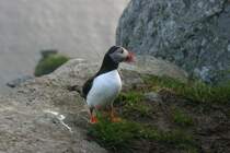 Ein Papageitaucher am Rundebrandet.