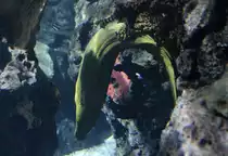 Gr�ne Riesenmur�ne (Gymnothorax funebris) am 12.3.2010 im Zooaquarium Berlin.