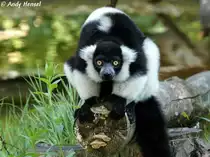 Schwarzwei�er Vari