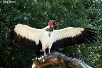 Königsgeier