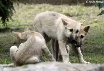 Junge Polarw�lfe (geb. am 30.04.2010) beim Streit um einen gefangenen Vogel. 