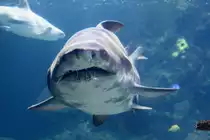 Sandtigerhai (Carcharias taurus) am 12.3.2010 im Zooaquarium Berlin.