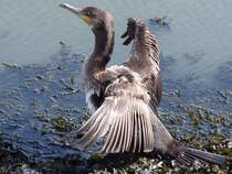  Sonnenbaden  am Elbufer in Cuxhaven; 090830