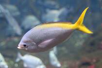 Hochrcken-Fsilier (Caesio cuning) am 12.3.2010 im Zooaquarium Berlin.